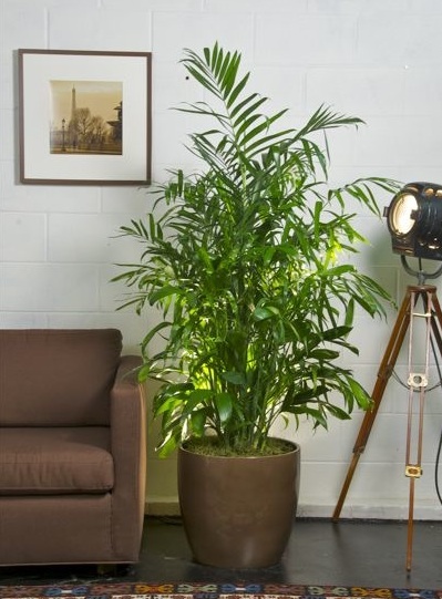 bamboo-palm Plants to Improve Indoor Air Quality - Bamboo Palm
