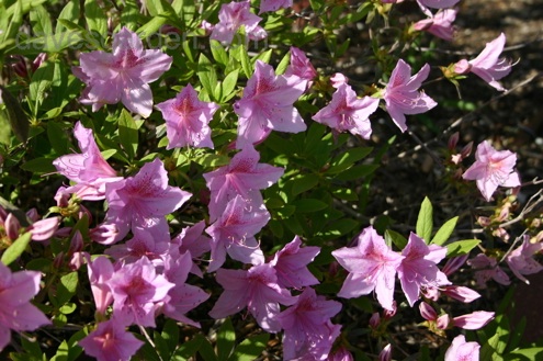 evergreen Azaleas Care - Evergreen