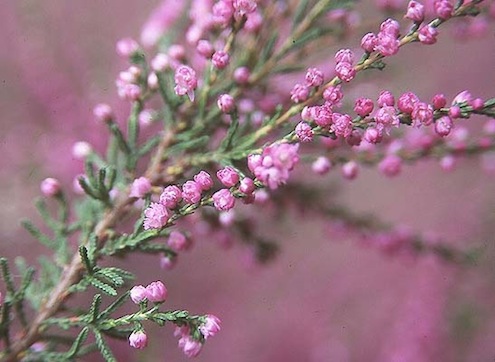 heather Spring Planting - Heather
