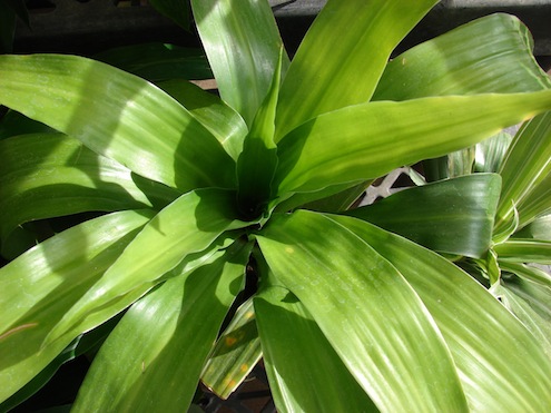 dracaena Plants to Improve Indoor Air Quality - Dracaena