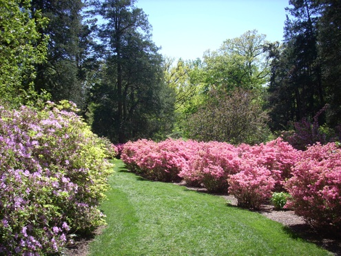 wintherthur Azaleas Care - Winterthur