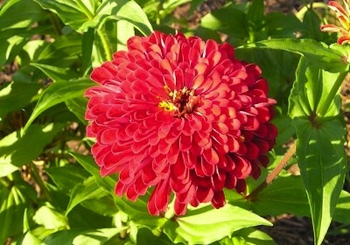 zinnias Spring Planting - Zinnias