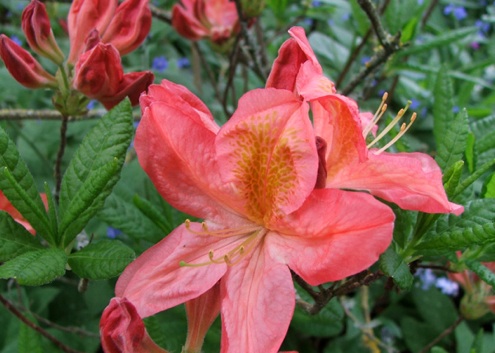 deciduous Azaleas Care - Deciduous