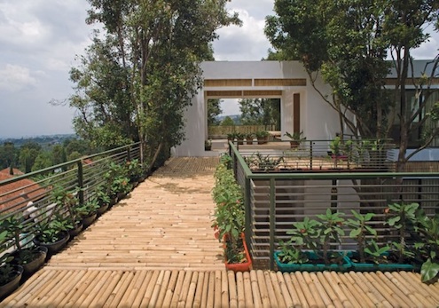 walkway Landscaping with Bamboo - Walkway
