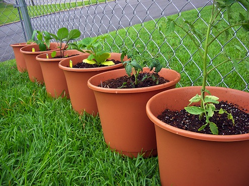 container gardening container gardening