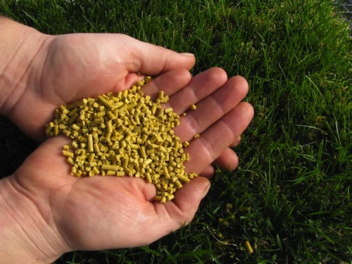 corn-gluten-meal Fertilizing Grass - Corn Gluten Meal