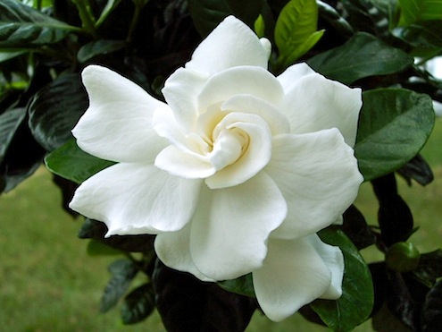 gardenias Spring Planting - Gardenias