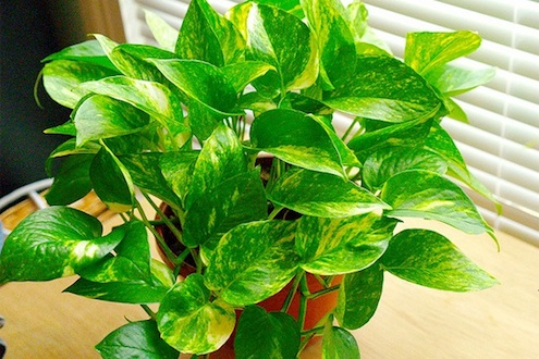 golden-pothos Plants to Improve Indoor Air Quality - Golden Pothos