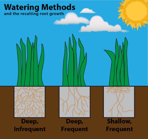 Watering the Lawn - Root Growth