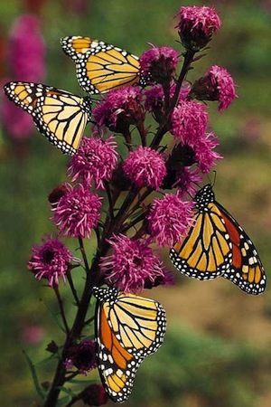 marigold-group How to Make a Butterfly Garden - Marigold Group
