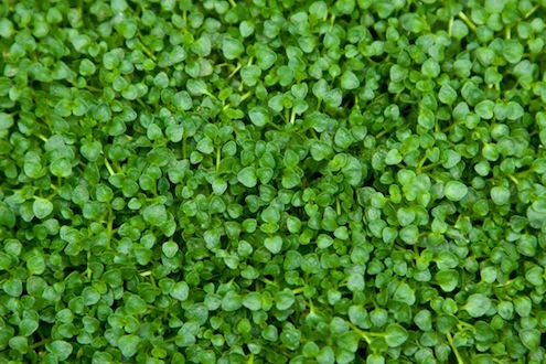corsican-mint Grass Alternatives - Crosican Mint