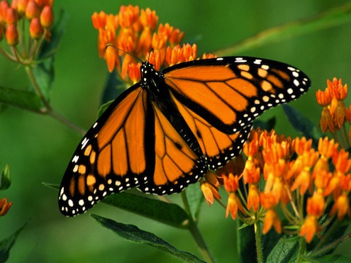 monarch How to Make a Butterfly Garden - Monarch