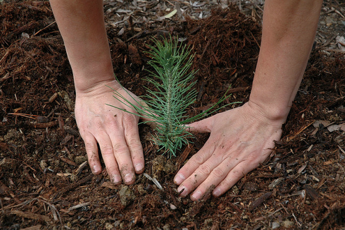 plant-a-tree Plant a Tree