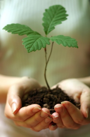 seedling Plant a Tree - Seedling