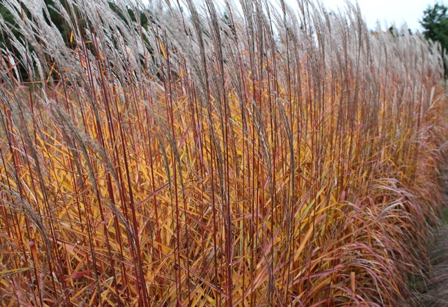 flame Ornamental Grasses - Flame