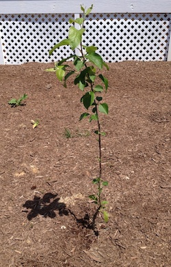 virginia-beauty Heirloom Apple Trees - Virginia Beauty