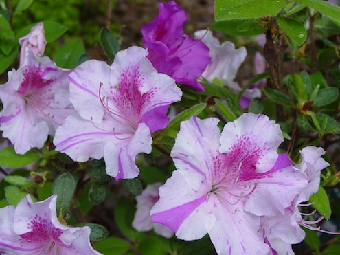Pruning-Azaleas Pruning-Azaleas