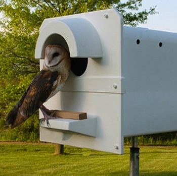 nesting-box Barn Owls to Control Rodents - Nesting Box