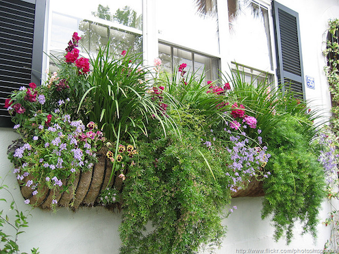Window-Box Window-Box