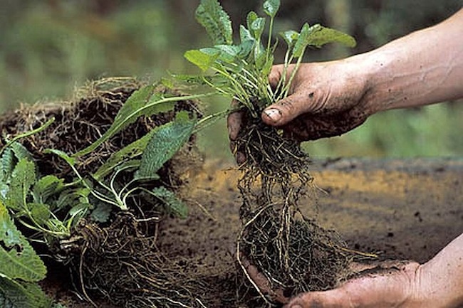 dividing-perennials Dividing Perennials
