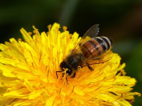 honeybee Local Honey - Honeybee