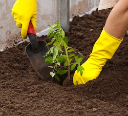 hand-tool Transplant a Plant - Hand Tool