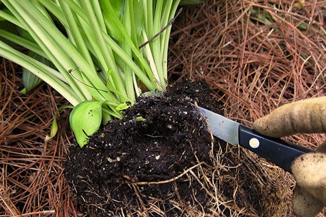 root-ball Dividing Perennials in Spring - Root Ball