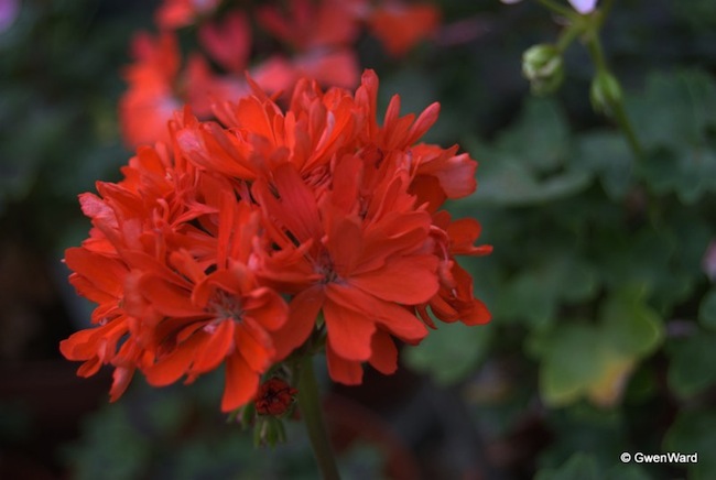 stellars Choosing Geraniums - Stellars
