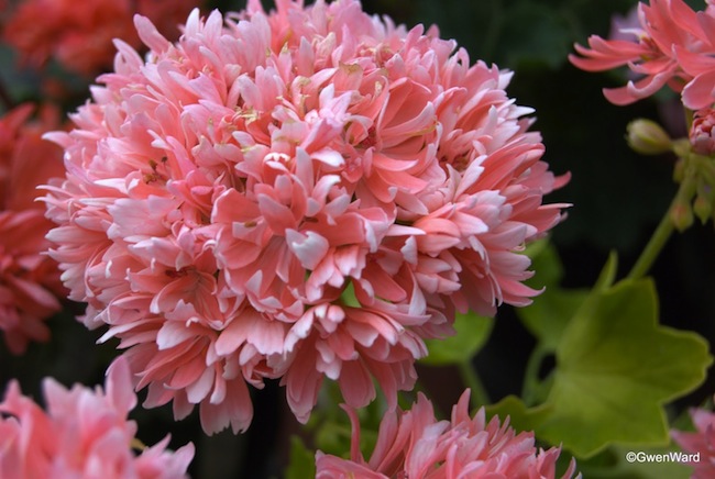 rushmoor-golden-ruffles Choosing Geraniums - Rushmoor Golden Ruffles