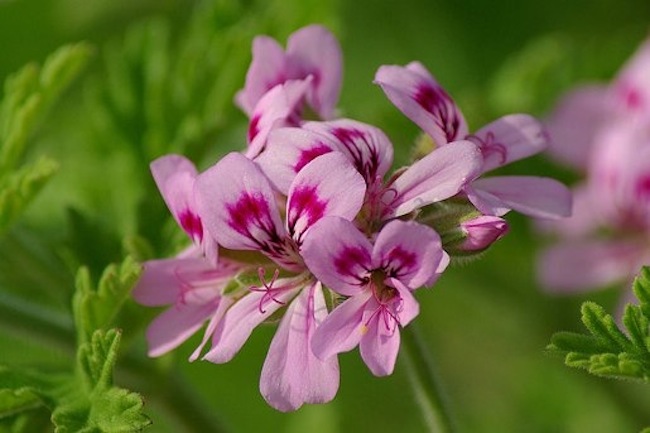 scented-leaf Choosing Geraniums - Scented Leaf