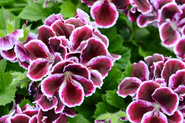 martha-washington Choosing Geraniums - Martha Washington