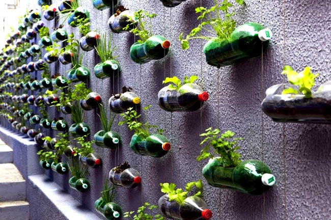 soda-bottle-planters Vertical Gardens - Soda Bottle Planters