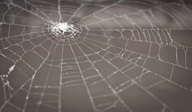 spider-prevention What Would Bob Do? - Spider Prevention