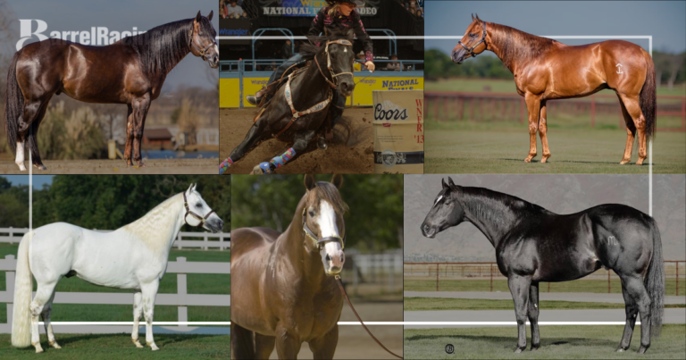 Collage of barrel racing stallions