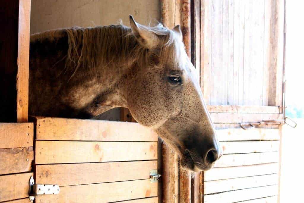 Depressed Horse in Stall