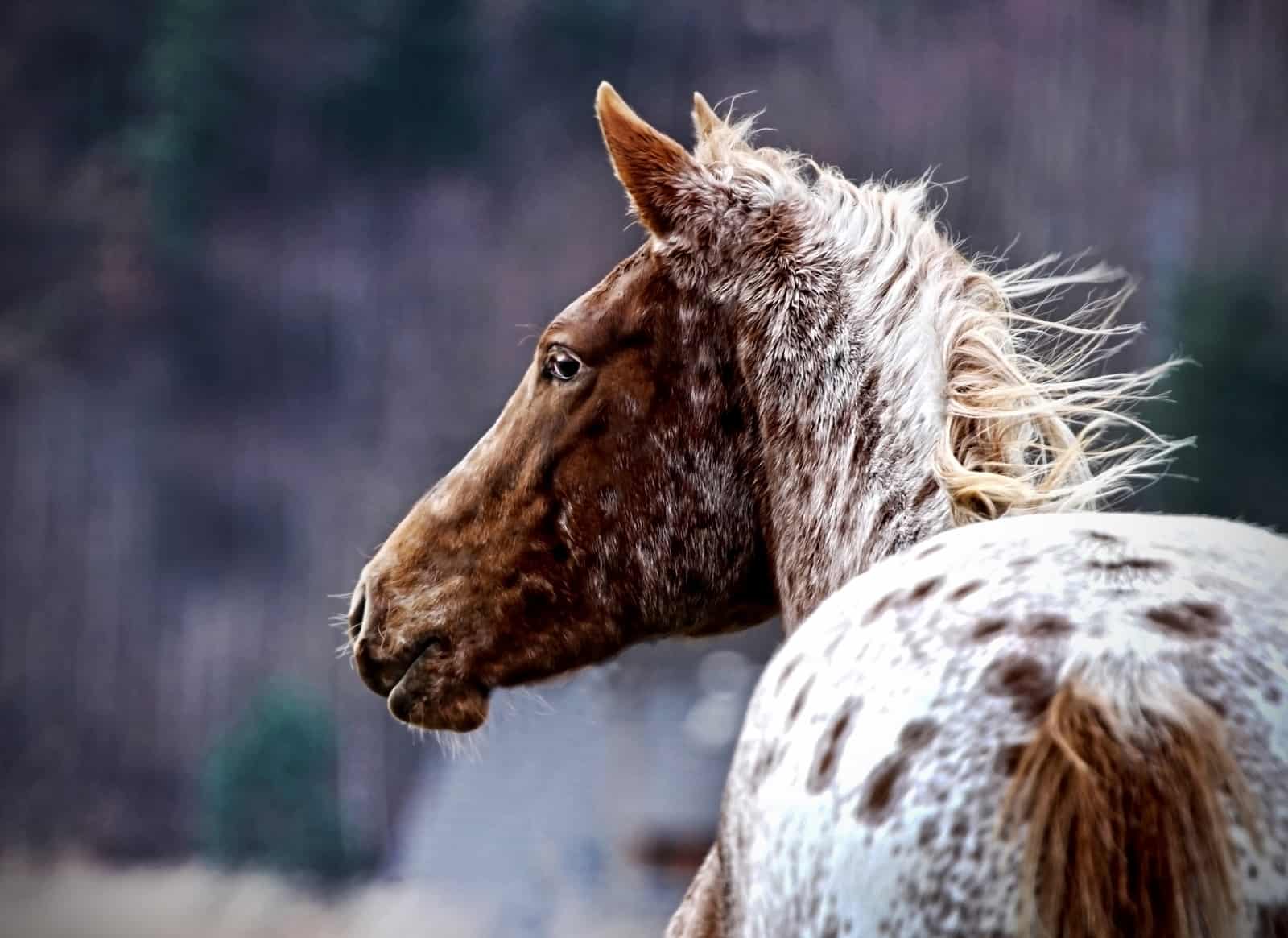 What s Behind Horses White Spots The Horse What s Behind Horses White Spots The Horse