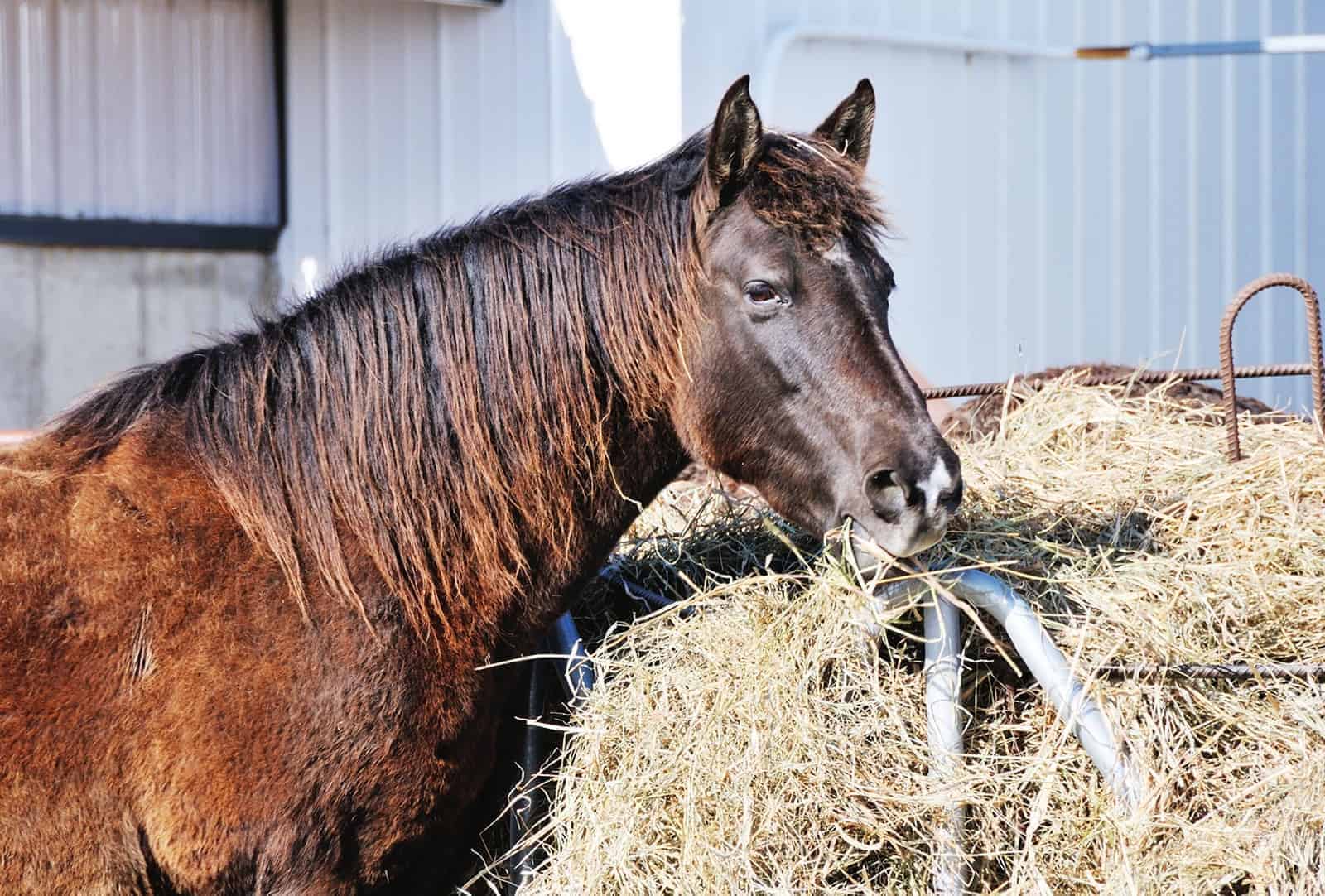 Free-Feeding Hay: When Will My Horse Slow Down? – The Horse