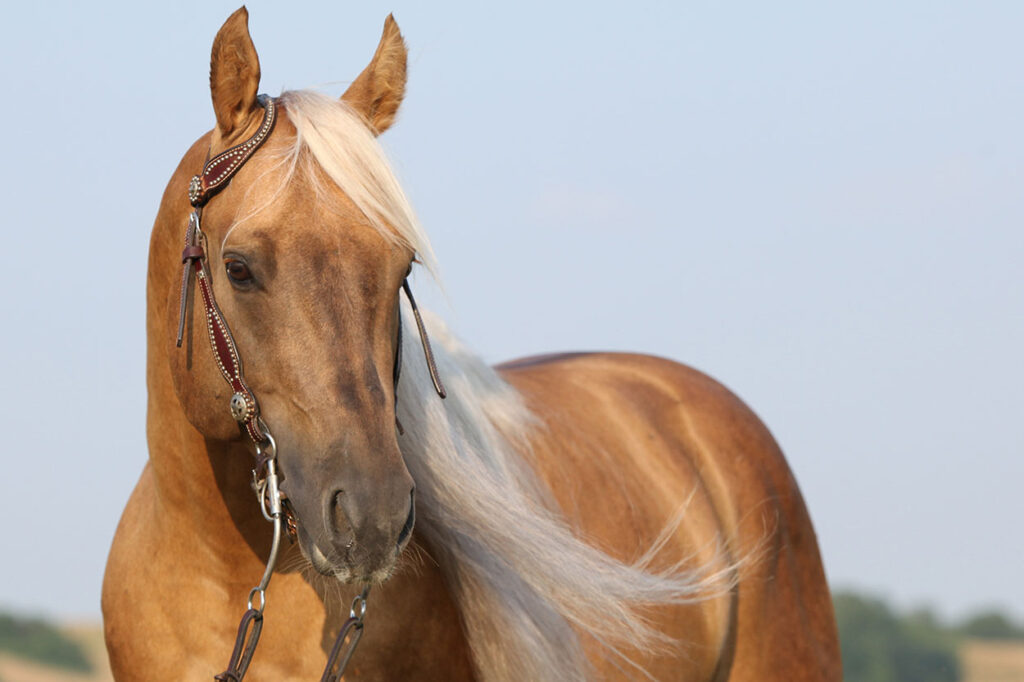 Palomino stock horse with long flowing mane