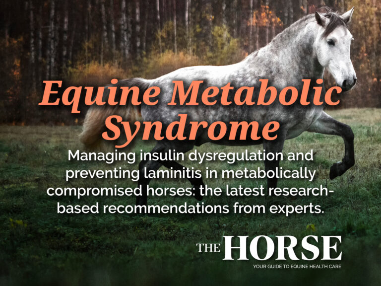 equine metabolic syndrome