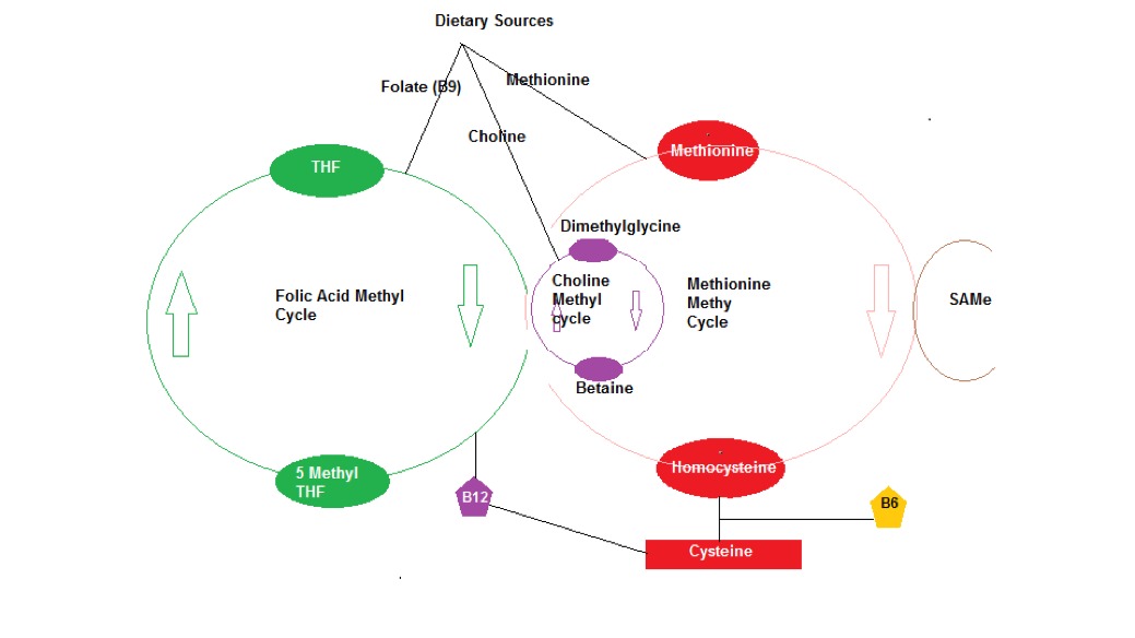 Essential Nutrients Choline Dr. John Bergman