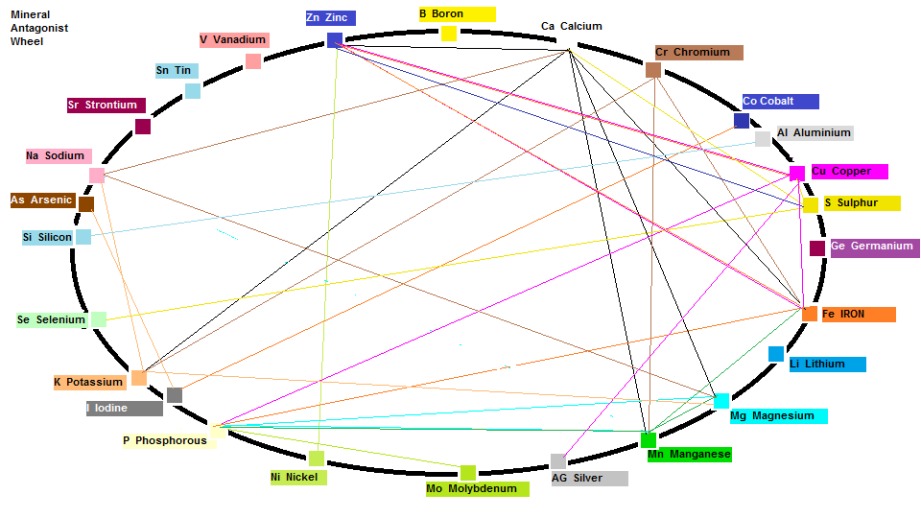 Mineral Synergism and Antagonism Dr. John Bergman