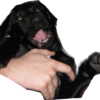 Pixel_thumb