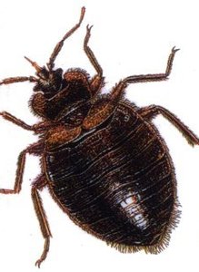 Bugs_medium
