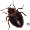 bugs