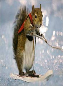 Squirrel_medium