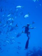 freediving_with_fish