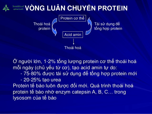 Protein là gì? Vai trò của protein đối với sự phát triển của cơ thể protein chuyen hoa min