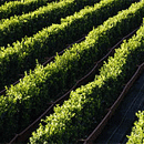 Readyhedge-instant-hedging