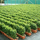 Buxus Sempervirens (caixa)