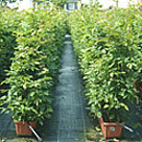 Carpinus Betulus (Hornbeam)